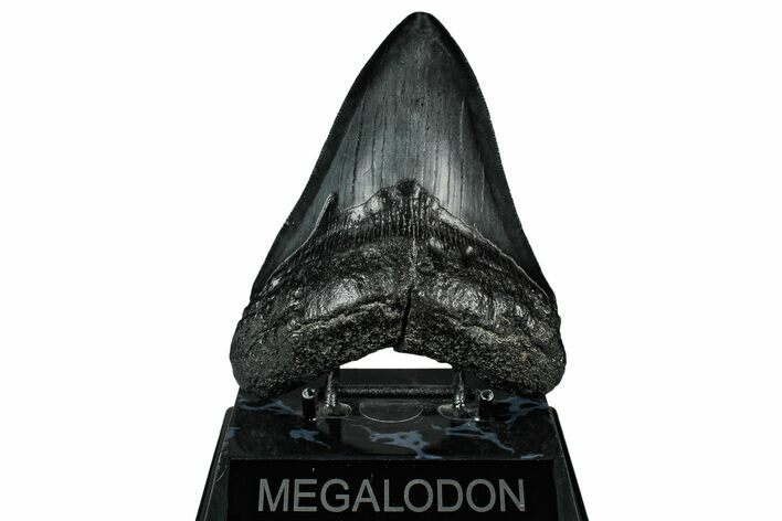 Fossil Megalodon Tooth - South Carolina #345784